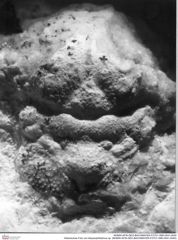 Historisches Foto von Abyssophthalmus sp. (NHMW-AFW-GEO-BACHMAYER-FOTO-1990-0041-0040)